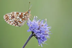 Images Dated 20th August 2010: Zilveren Maan, Small Pearl-bordered Frittilary, Boloria selene