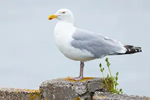 Images Dated 12th May 2023: Zilvermeeuw, European Herring Gull, Larus Argentatus adult perched portrait