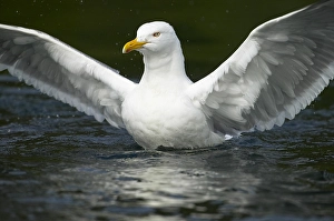 July Prints: Zilvermeeuw, Herring Gull, Larus argentatus