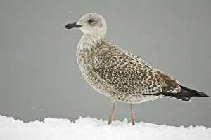 2002 Prints: Zilvermeeuw, Herring Gull, Larus argentatus