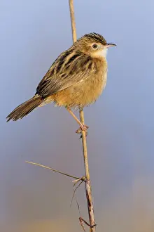 Images Dated 21st December 2014: Zitting Cisticola, Cisticola juncidis