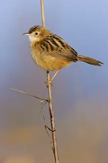 Images Dated 21st December 2014: Zitting Cisticola, Cisticola juncidis