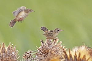 Images Dated 11th September 2007: Zitting Cisticola, Graszanger, Cisticola juncidis