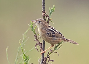 Images Dated 11th September 2007: Zitting Cisticola, Graszanger, Cisticola juncidis