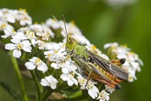 Zuijderduijn Prints: Zoemertje, Stripe-winged Grasshopper, Stenobothrus lineatus
