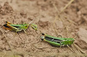 Zuijderduijn Prints: Zoemertje, Stripe-winged Grasshopper, Stenobothrus lineatus