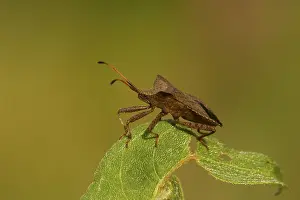 Leefomgeving Prints: Zuringrandwants, dock bug, Coreus marginatus
