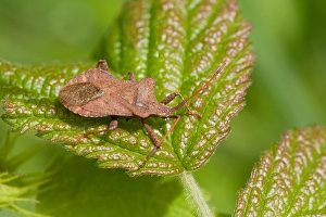 Images Dated 18th May 2007: Zuringwants, Dock Bug, Coreus marginatus
