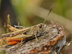 Zuijderduijn Prints: Zwart Wekkertje, Woodland Grasshopper, Omocestus rufipes