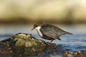 White Throated Prints: Zwartbuikwaterspreeuw; Black-bellied Dipper; Cinclus cinclus cin