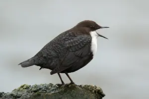 White Throated Prints: Zwartbuikwaterspreeuw; Black-bellied Dipper; Cinclus cinclus cin