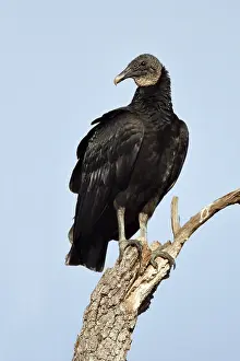 Images Dated 25th February 2006: Zwarte Gier, Black Vulture, Coragyps atratus