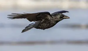 Kraai Prints: Zwarte Kraai, Carrion Crow, Corvus corone