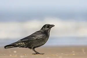 Kraai Prints: Zwarte Kraai, Carrion Crow, Corvus corone