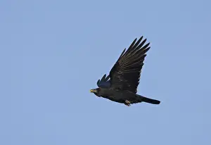 Kraai Prints: Zwarte Kraai, Carrion Crow, Corvus corone