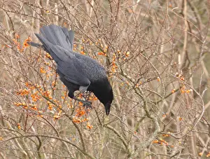 Kraai Prints: Zwarte Kraai, Carrion Crow, Corvus corone