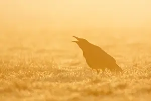 Kraai Prints: Zwarte Kraai, Carrion Crow, Corvus corone corone