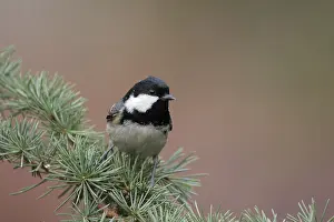 Zwarte Mees, Coal Tit, Periparus ater
