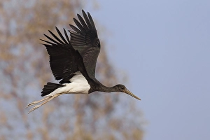 Images Dated 15th October 2010: Zwarte Ooievaar, Black Stork, Ciconia nigra