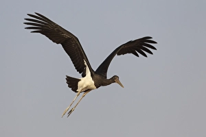 Images Dated 15th October 2010: Zwarte Ooievaar, Black Stork, Ciconia nigra