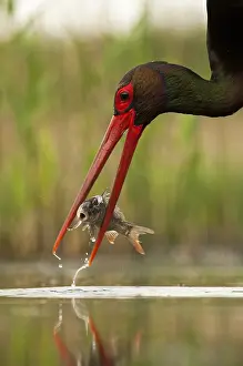 Vissende Prints: Zwarte Ooievaar, Black Stork, Ciconia nigra
