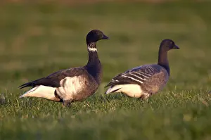 2002 Prints: Zwarte Rotgans, Black Brant, Branta nigricans