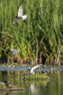 Images Dated 6th June 2014: Zwarte Stern, Black Tern, Chlidonias niger