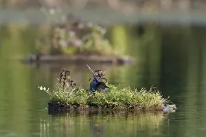 Images Dated 6th June 2014: Zwarte Stern, Black Tern, Chlidonias niger
