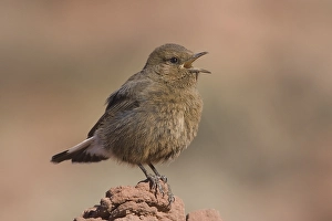 Images Dated 17th February 2006: Zwarte Tapuit, Black Wheatear, Oenanthe leucura
