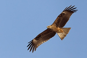 Images Dated 15th October 2010: Zwarte Wouw, Black Kite, Milvus migrans