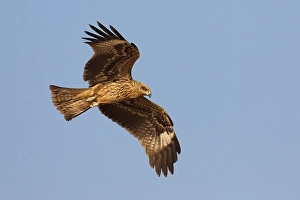 Images Dated 15th October 2010: Zwarte Wouw, Black Kite, Milvus migrans