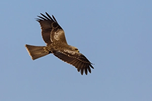 Images Dated 15th October 2010: Zwarte Wouw, Black Kite, Milvus migrans