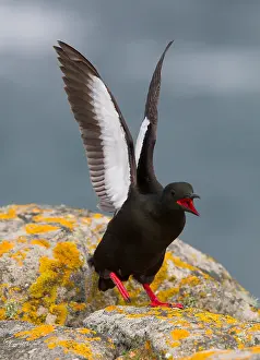 Shetland Eilanden Prints: Zwarte Zeekoet, Black Guillemot, Cepphus grylle arcticus