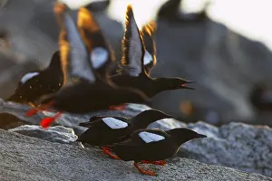 Zeekoet Prints: Zwarte Zeekoet, Black Guillemot, Cepphus grylle