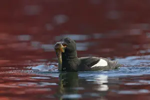 Zeekoet Prints: Zwarte Zeekoet, Black Guillemot, Cepphus grylle