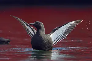 Zeekoet Prints: Zwarte Zeekoet, Black Guillemot, Cepphus grylle