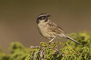 Black Throated Prints: Zwartkeelheggenmus, Black-throated Accentor, Prunella atrogularis huttoni