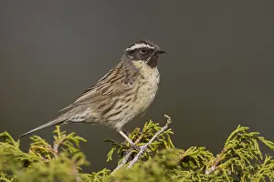 Black Throated Prints: Zwartkeelheggenmus, Black-throated Accentor, Prunella atrogularis huttoni