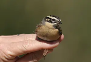 : Zwartkeelheggenmus, Black-throated Accentor, Prunella atrogularis