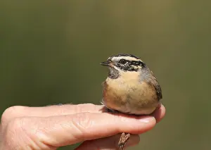 : Zwartkeelheggenmus, Black-throated Accentor, Prunella atrogularis