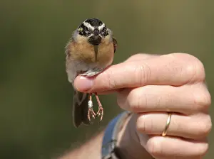 : Zwartkeelheggenmus, Black-throated Accentor, Prunella atrogularis