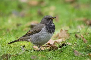 2010 Prints: Zwartkeellijster, Dark-throated Thrush, Turdus ruficollis