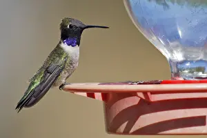 Chinned Prints: Zwartkinkolibrie, Black-chinned Hummingbird, Archilochus alexand