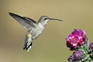 Chinned Prints: Zwartkinkolibrie, Black-chinned Hummingbird, Archilochus alexand