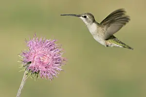 Chinned Prints: Zwartkinkolibrie, Black-chinned Hummingbird, Archilochus alexand