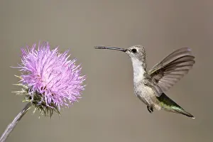 Chinned Prints: Zwartkinkolibrie, Black-chinned Hummingbird, Archilochus alexand