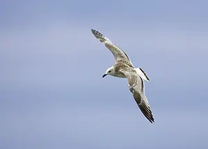 Meeuw Prints: Zwartkopmeeuw, Mediterranean Gull, Ichthyaetus melanocephalus