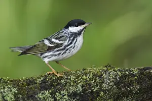 Images Dated 18th April 2014: Zwartkopzanger, Blackpoll Warbler, Dendroica striata