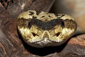 Black Tailed Prints: Zwartstaartratelslang, Black-tailed Rattlesnake, Crotalus moloss