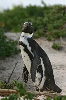 1980 Prints: Zwartvoetpinguïn, Jackass Penguin, Spheniscus demersus